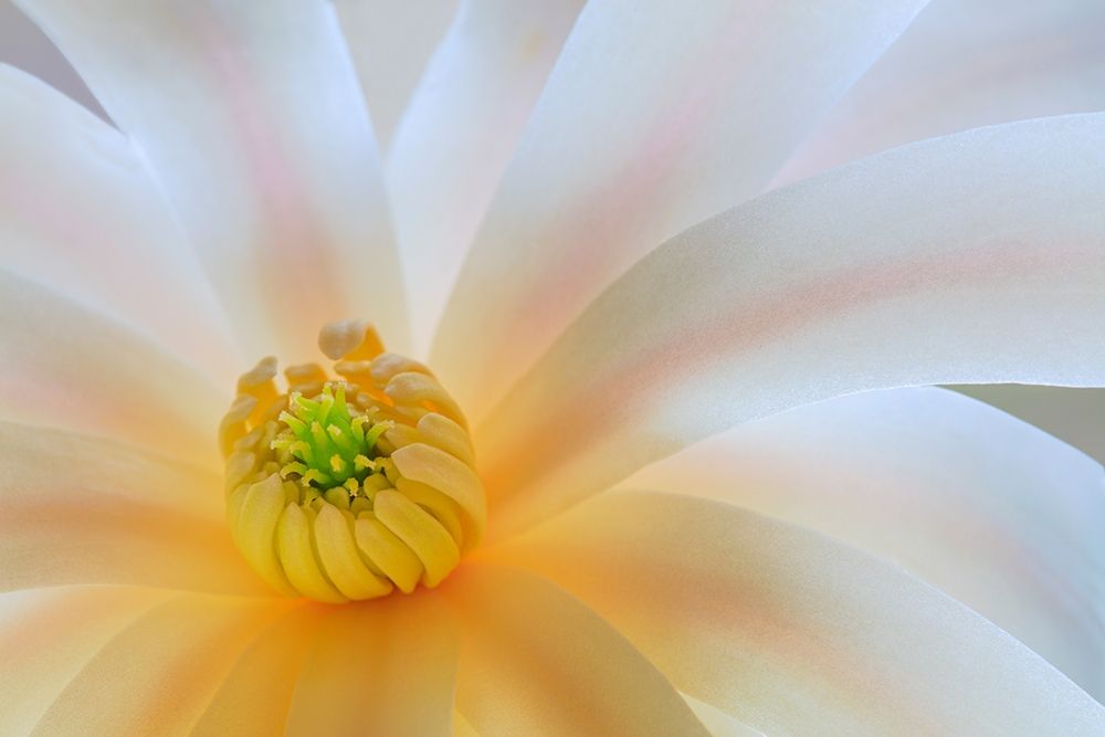 Wall Art Painting id:406397, Name: Washington State-Seabeck Close-up of tulip magnolia blossom, Artist: Jaynes Gallery