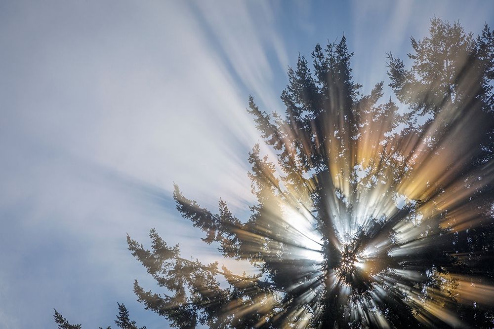 Wall Art Painting id:406407, Name: Washington State-Seabeck Morning sunburst in tree, Artist: Jaynes Gallery