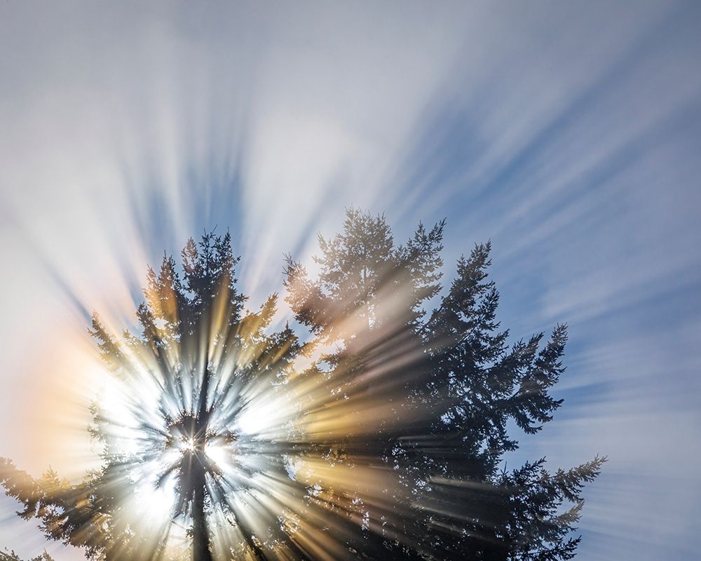 Wall Art Painting id:406408, Name: Washington State-Seabeck Morning sunburst in tree, Artist: Jaynes Gallery