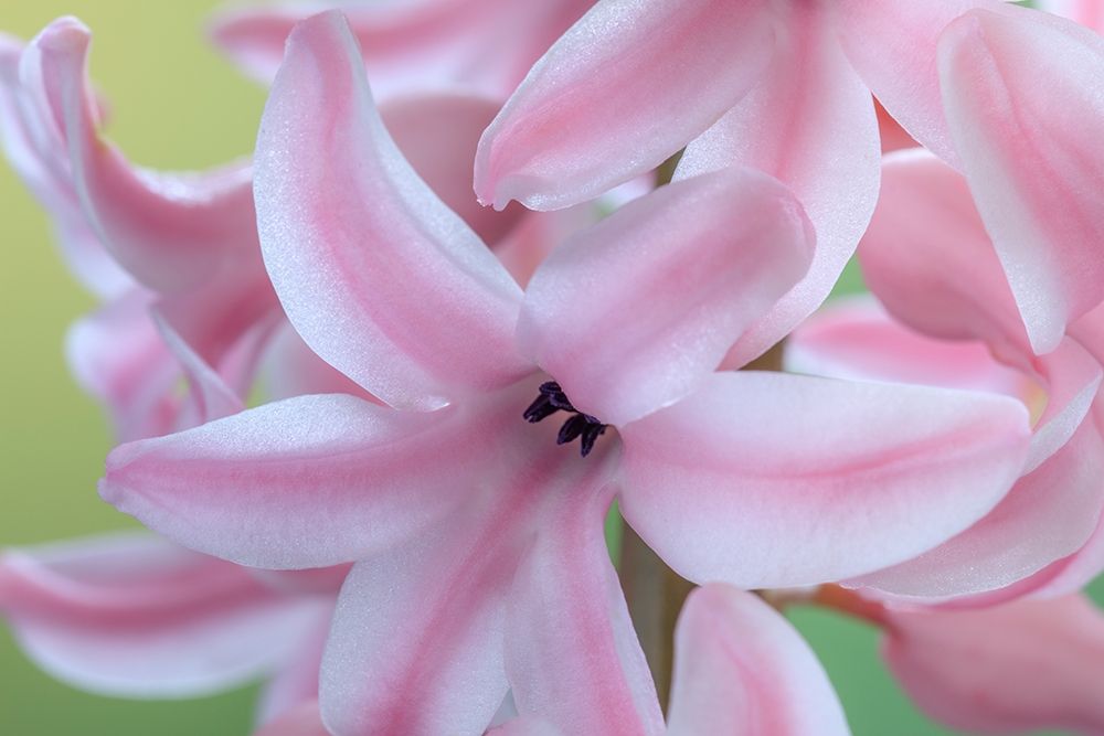 Wall Art Painting id:406409, Name: Washington State-Seabeck Detail of hyacinth blossoms, Artist: Jaynes Gallery