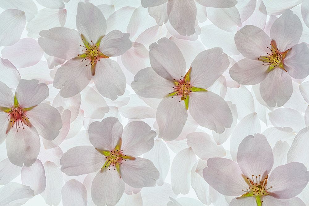 Wall Art Painting id:406411, Name: Washington State-Seabeck Montage of flowering cherry blossoms, Artist: Jaynes Gallery