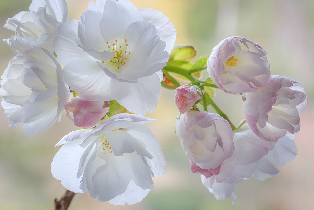 Wall Art Painting id:406413, Name: Washington State-Seabeck Flowering cherry blossoms, Artist: Jaynes Gallery