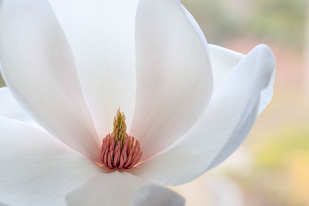 Wall Art Painting id:406417, Name: Washington State-Seabeck Close-up of tulip magnolia blossom, Artist: Jaynes Gallery