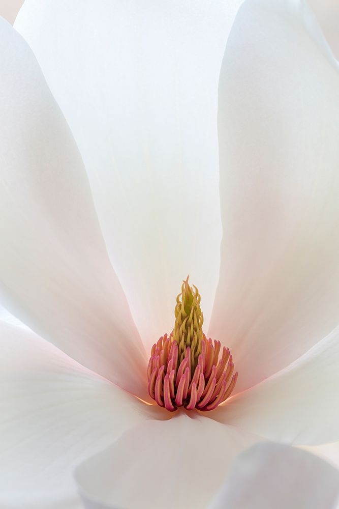 Wall Art Painting id:406418, Name: Washington State-Seabeck Close-up of tulip magnolia blossom, Artist: Jaynes Gallery