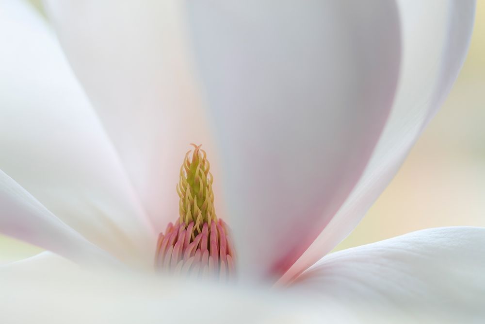 Wall Art Painting id:406419, Name: Washington State-Seabeck Close-up of tulip magnolia blossom, Artist: Jaynes Gallery