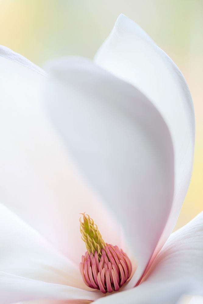 Wall Art Painting id:406420, Name: Washington State-Seabeck Close-up of tulip magnolia blossom, Artist: Jaynes Gallery