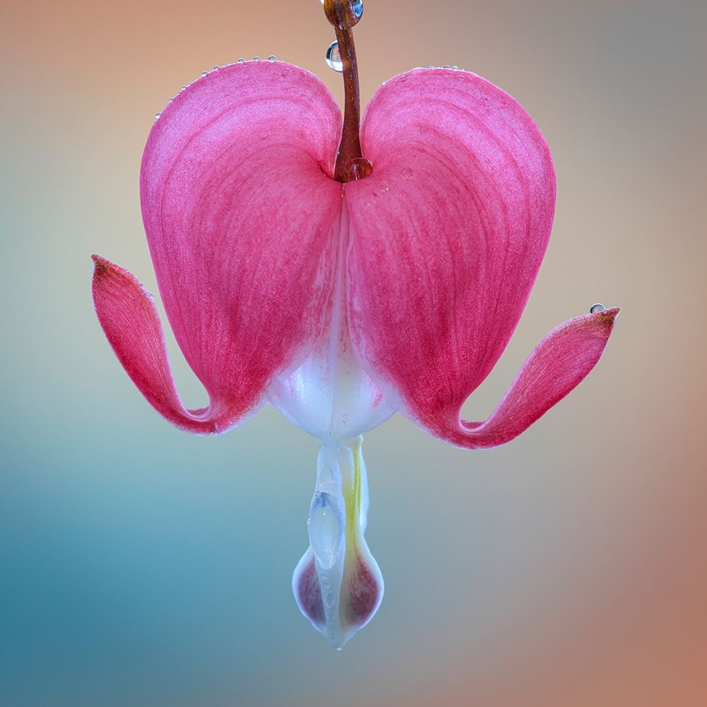 Wall Art Painting id:406422, Name: Washington State-Seabeck Bleeding heart blossom close-up, Artist: Jaynes Gallery