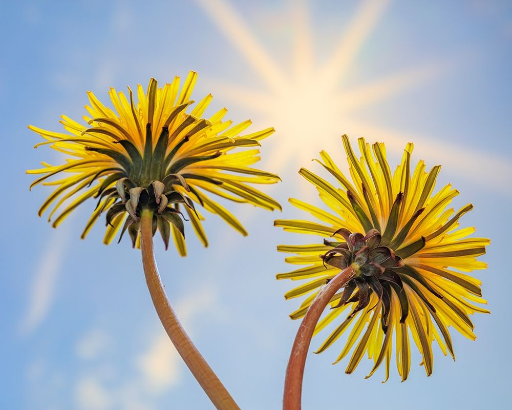 Wall Art Painting id:406423, Name: Washington State-Seabeck Dandelion blossoms and sunburst, Artist: Jaynes Gallery