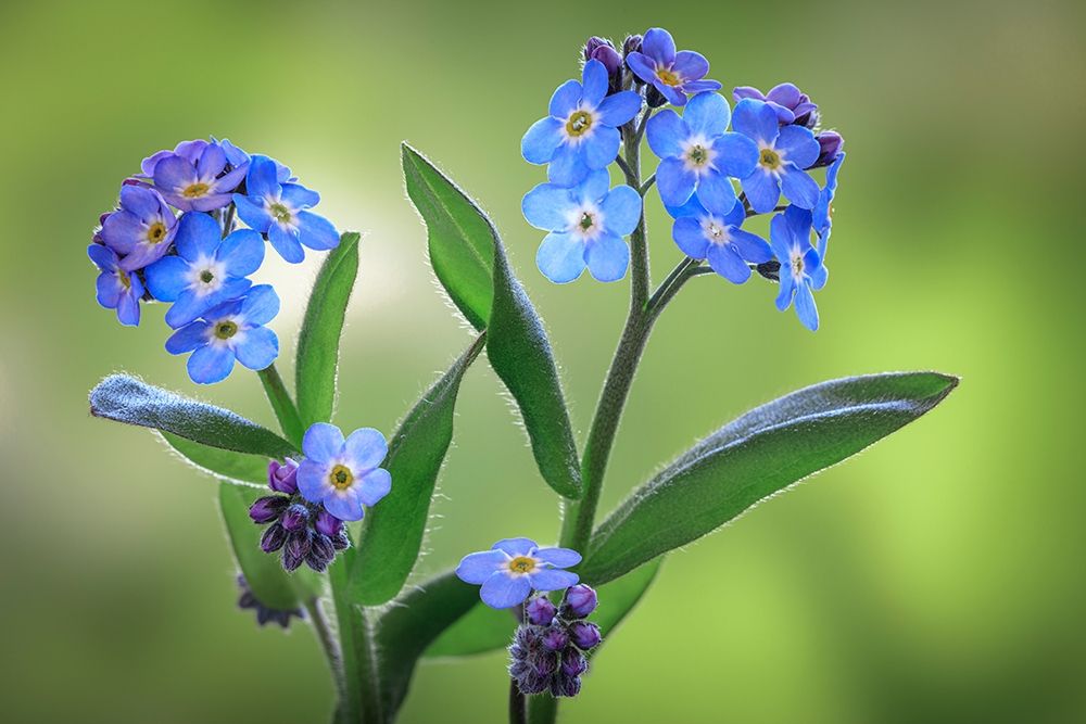 Wall Art Painting id:406424, Name: Washington State-Seabeck Forget-me-not blossoms close-up, Artist: Jaynes Gallery