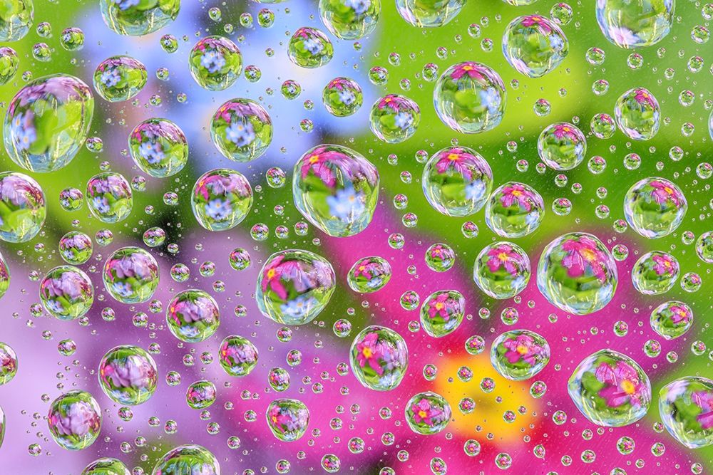 Wall Art Painting id:406425, Name: Washington State-Seabeck Flowers reflected in water drops, Artist: Jaynes Gallery