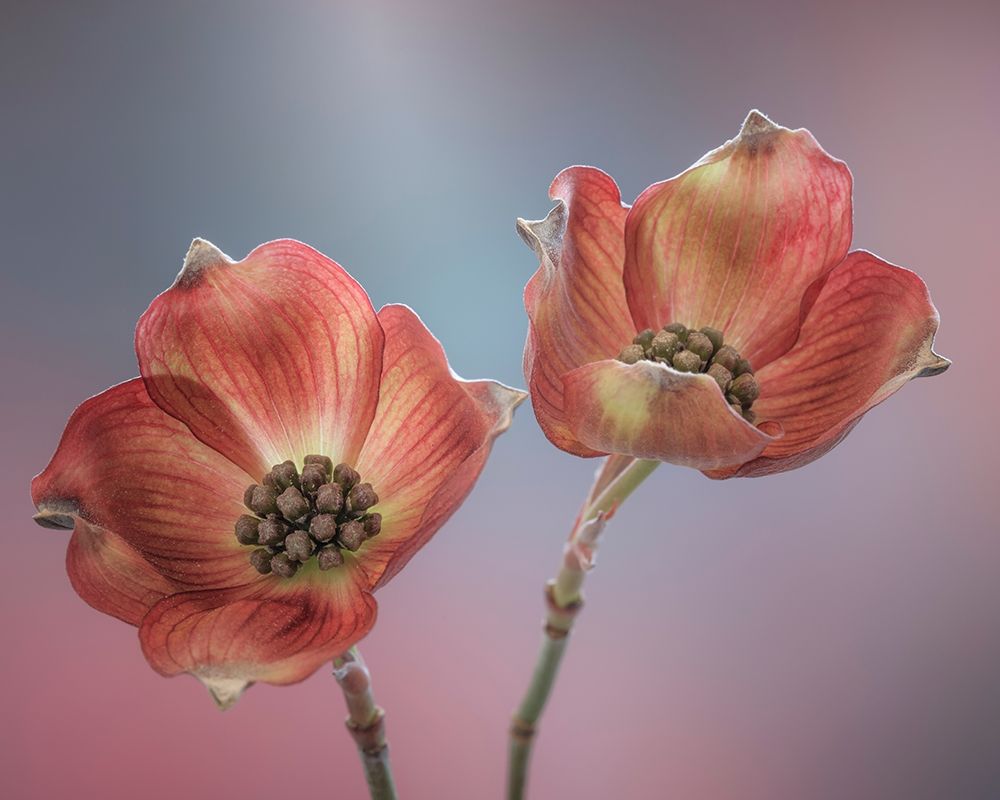 Wall Art Painting id:406426, Name: Washington State-Seabeck Close-up of dogwood blossoms, Artist: Jaynes Gallery