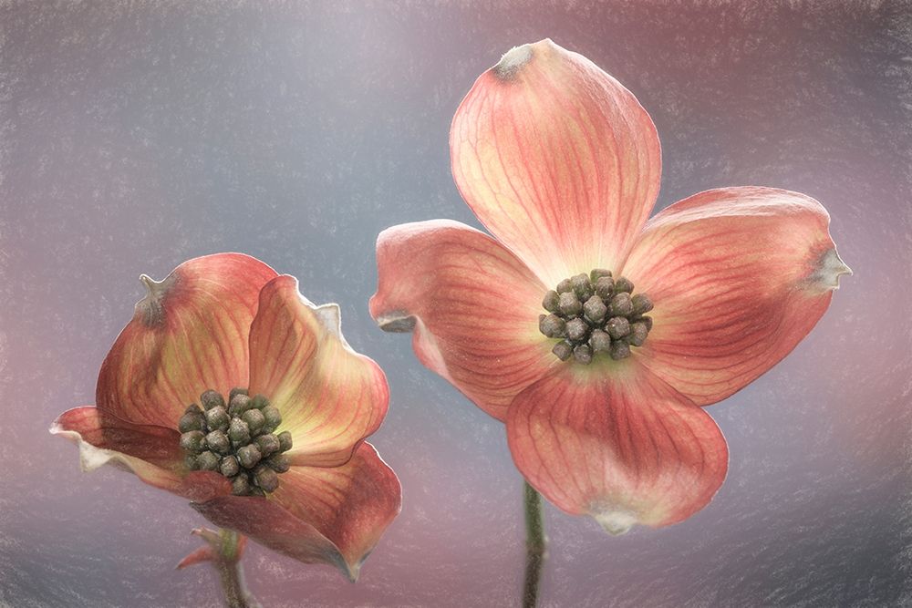 Wall Art Painting id:406427, Name: Washington State-Seabeck Close-up of dogwood blossoms, Artist: Jaynes Gallery