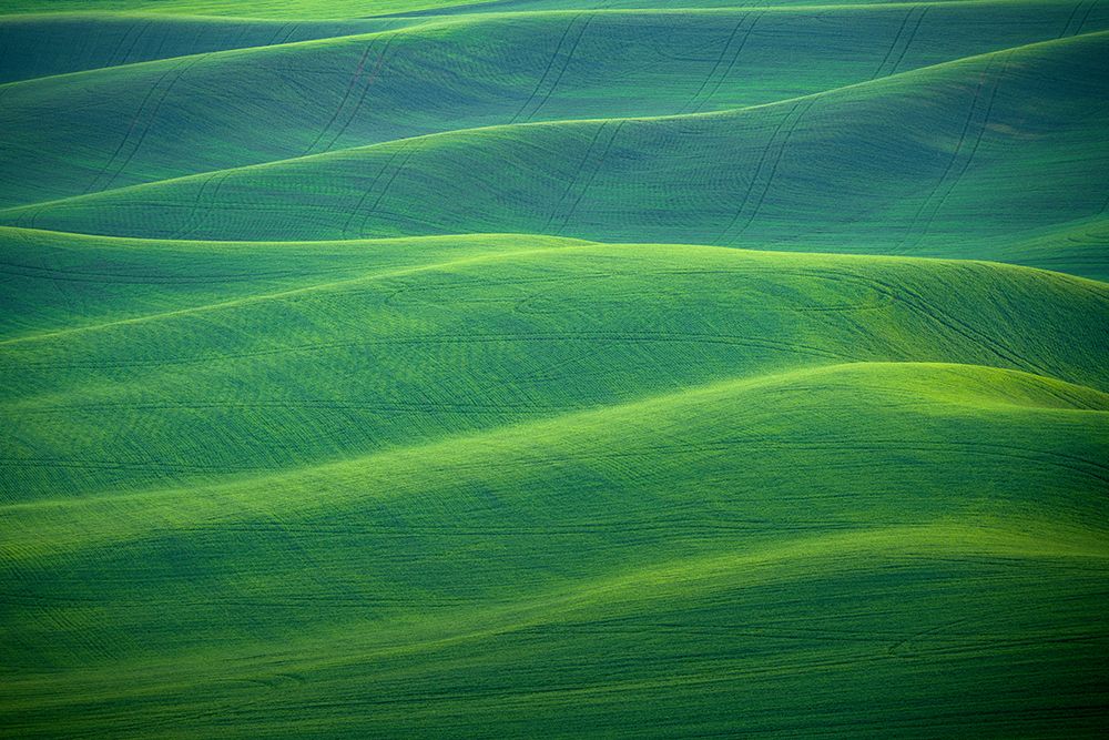 Wall Art Painting id:520249, Name: USA-Washington-Palouse-Rolling spring wheat fields, Artist: Jaynes Gallery