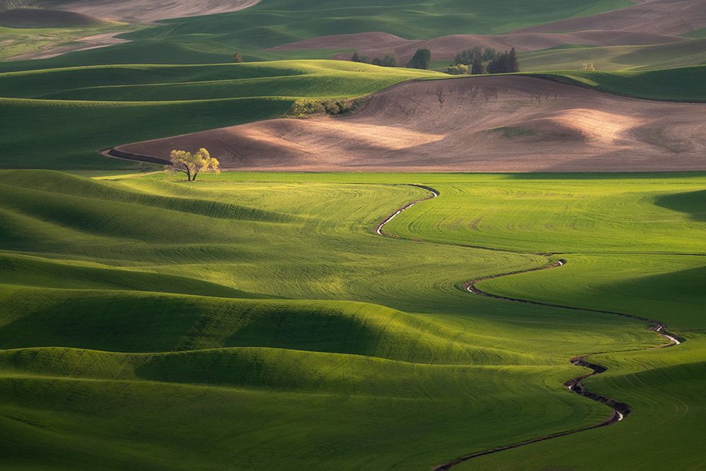 Wall Art Painting id:520250, Name: USA-Washington-Palouse-Rolling spring wheat fields, Artist: Jaynes Gallery