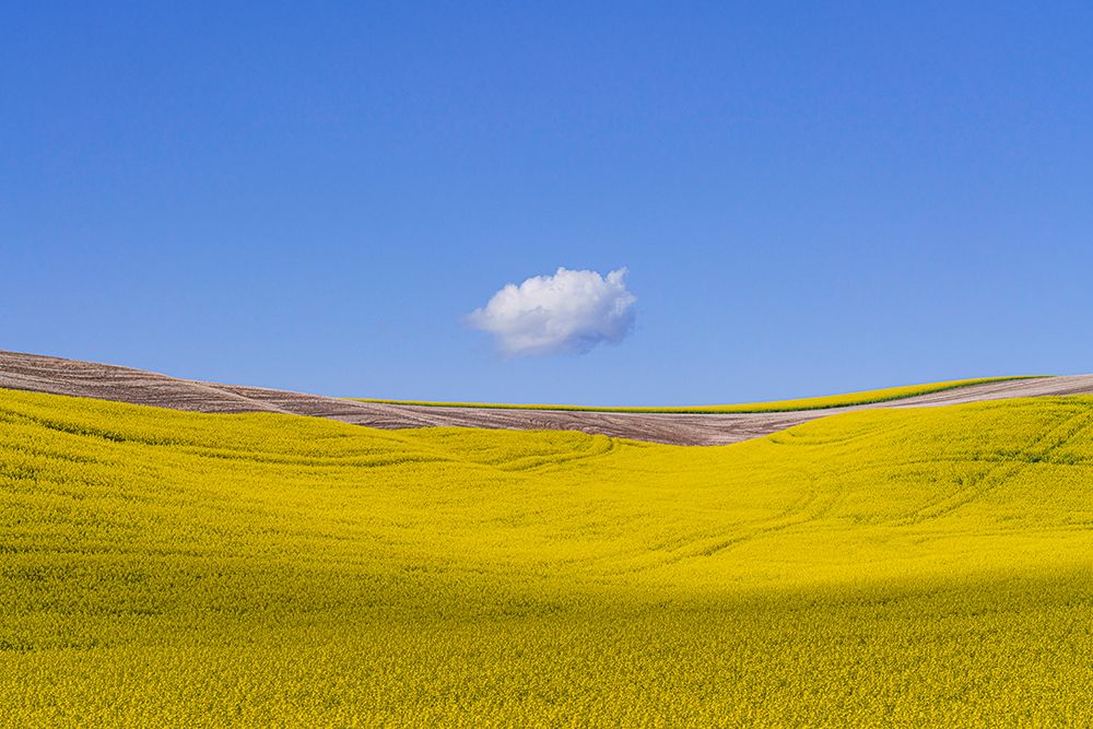 Wall Art Painting id:520251, Name: USA-Washington-Palouse-Ripe canola crop and cloud, Artist: Jaynes Gallery