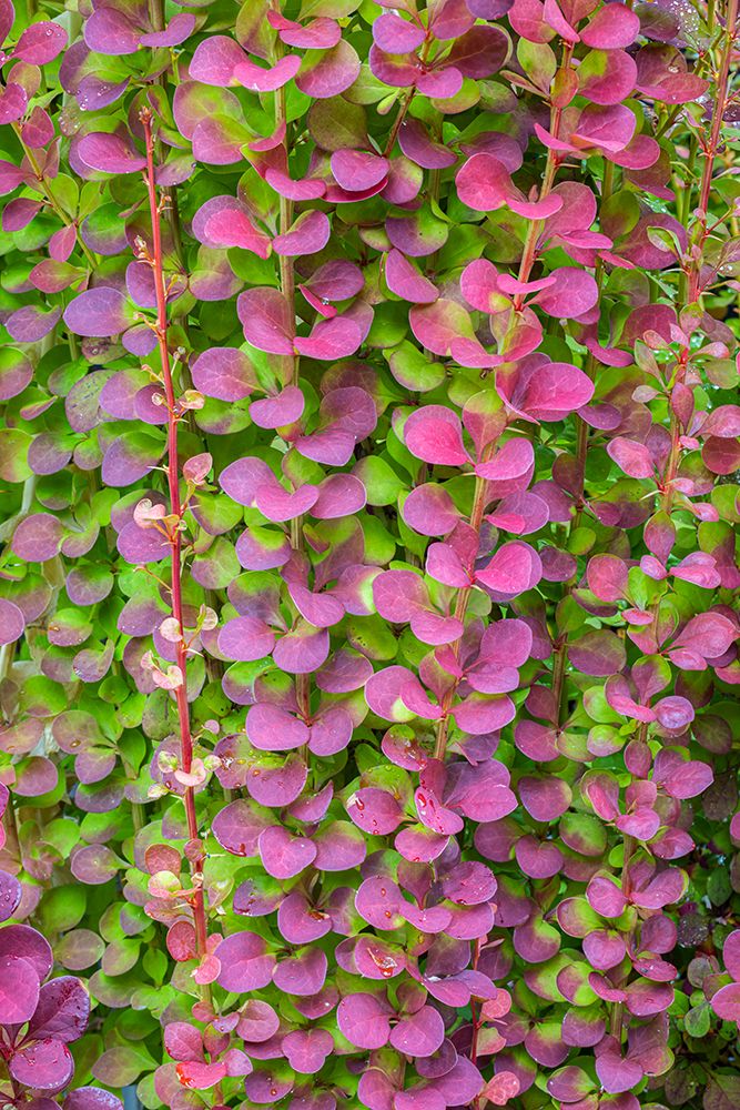 Wall Art Painting id:514756, Name: USA-Washington State-Seabeck Barberry bush foliage, Artist: Jaynes Gallery