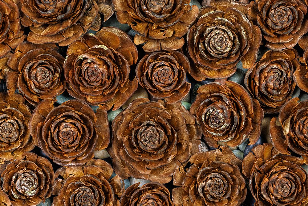 Wall Art Painting id:604978, Name: USA-Washington-Seabeck. Close-up of deodar cedar cone patterns., Artist: Jaynes Gallery