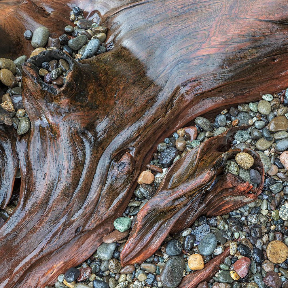 Wall Art Painting id:742400, Name: USA, Washington State, Seabeck. Close-up of driftwood and beach rocks., Artist: Jaynes Gallery