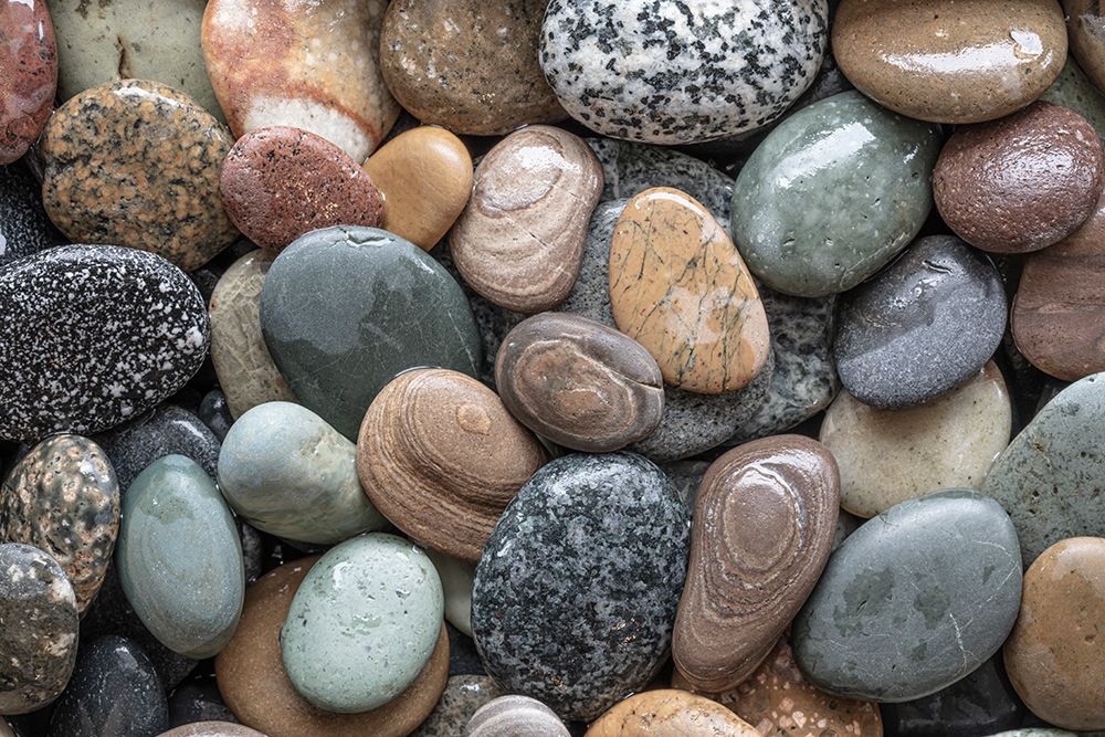 Wall Art Painting id:742402, Name: USA, Washington State, Seabeck. Close-up of wet beach rocks., Artist: Jaynes Gallery