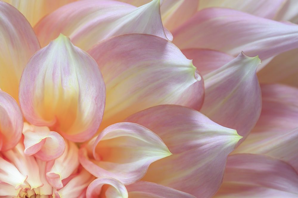 Wall Art Painting id:742407, Name: USA, Washington State, Seabeck. Dahlia flower detail., Artist: Jaynes Gallery