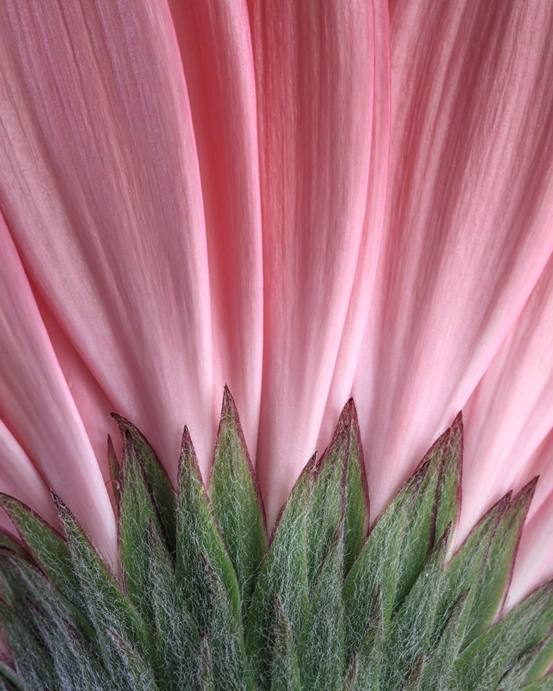 Wall Art Painting id:742408, Name: USA, Washington State, Seabeck. Close-up of underside of gerbera daisy., Artist: Jaynes Gallery