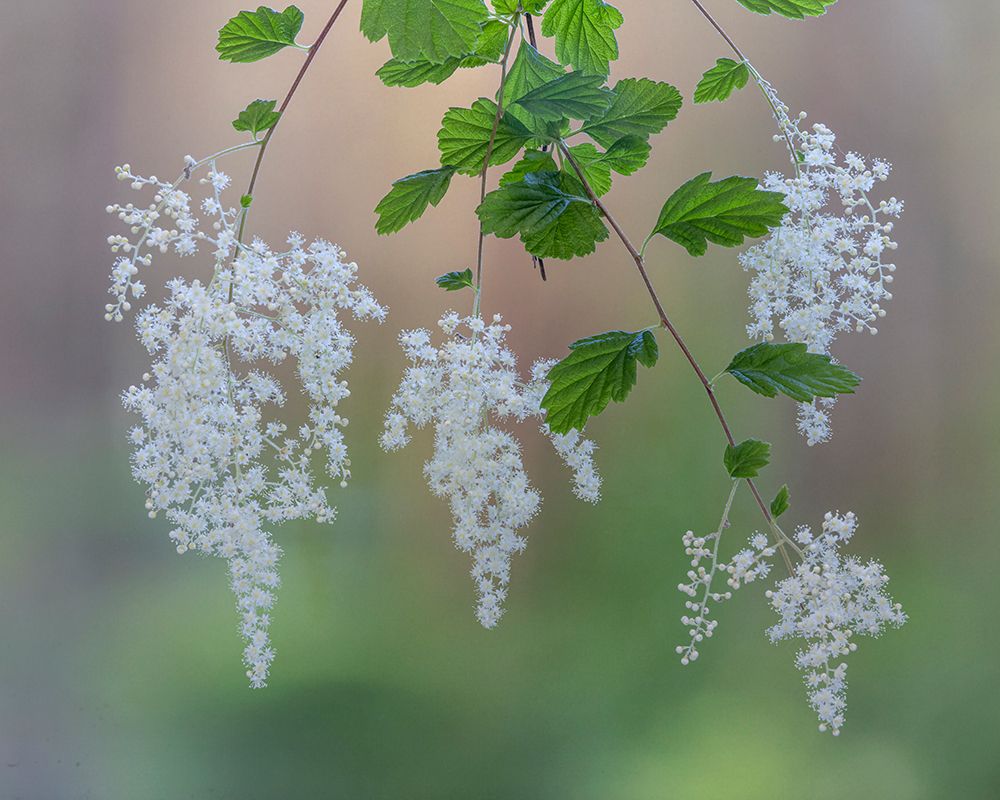 Wall Art Painting id:742410, Name: USA, Washington State, Seabeck. Ocean spray flowers on tree limbs., Artist: Jaynes Gallery