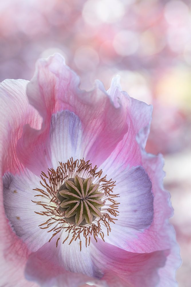 Wall Art Painting id:742413, Name: USA, Washington State, Seabeck. Close-up of poppy blossom., Artist: Jaynes Gallery