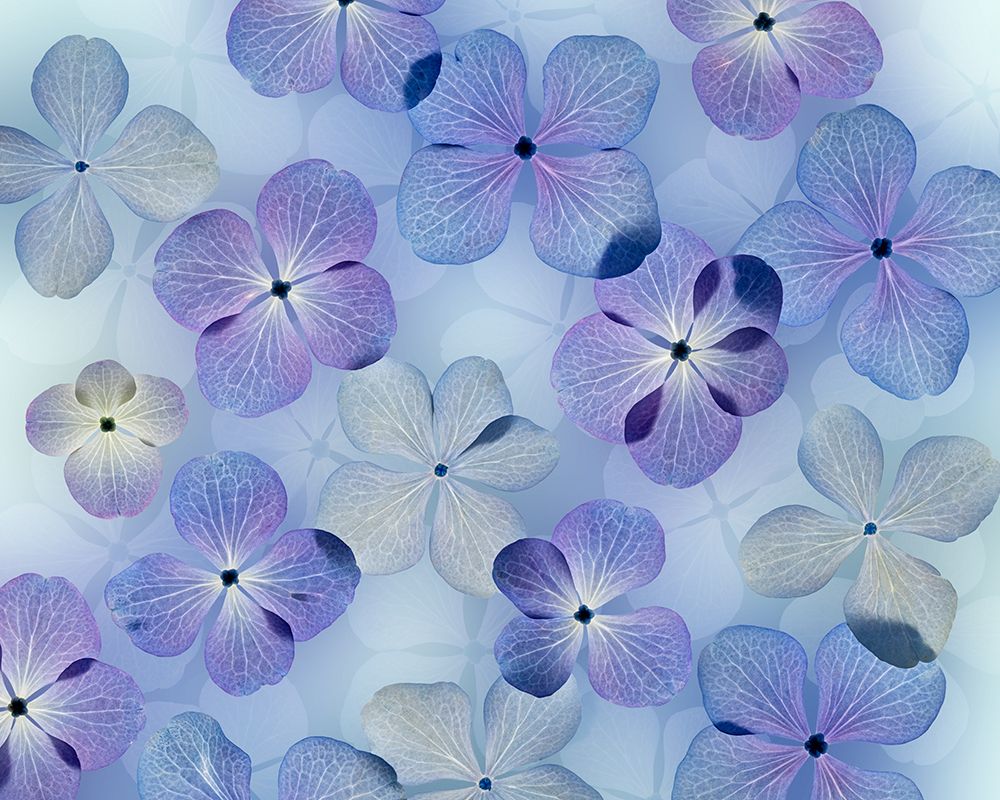 Wall Art Painting id:742414, Name: USA, Washington State, Seabeck. Design with hydrangea flowers., Artist: Jaynes Gallery