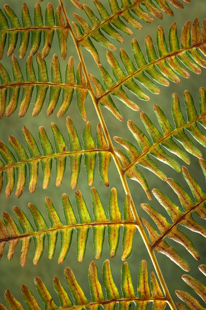 Wall Art Painting id:742416, Name: USA, Washington State, Seabeck. Bracken fern detail., Artist: Jaynes Gallery