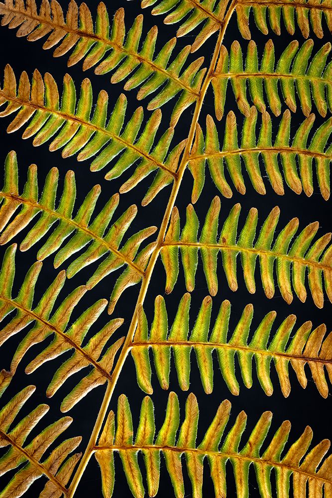 Wall Art Painting id:742417, Name: USA, Washington State, Seabeck. Bracken fern detail., Artist: Jaynes Gallery