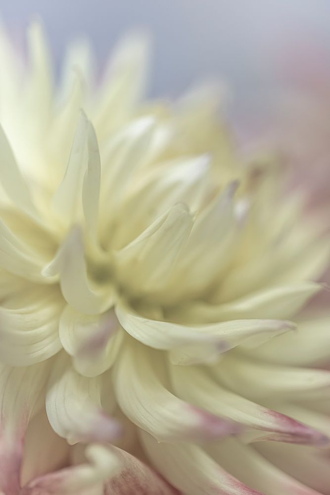Wall Art Painting id:742418, Name: USA, Washington State, Seabeck. Close-up of white dahlia flower., Artist: Jaynes Gallery