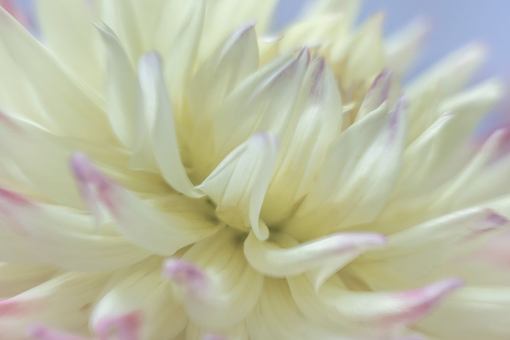 Wall Art Painting id:742419, Name: USA, Washington State, Seabeck. Close-up of white dahlia flower., Artist: Jaynes Gallery