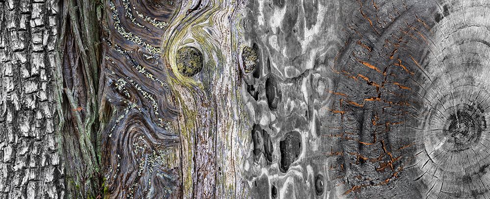 Wall Art Painting id:742421, Name: USA, Washington State. Collage panoramic of types of wood., Artist: Jaynes Gallery