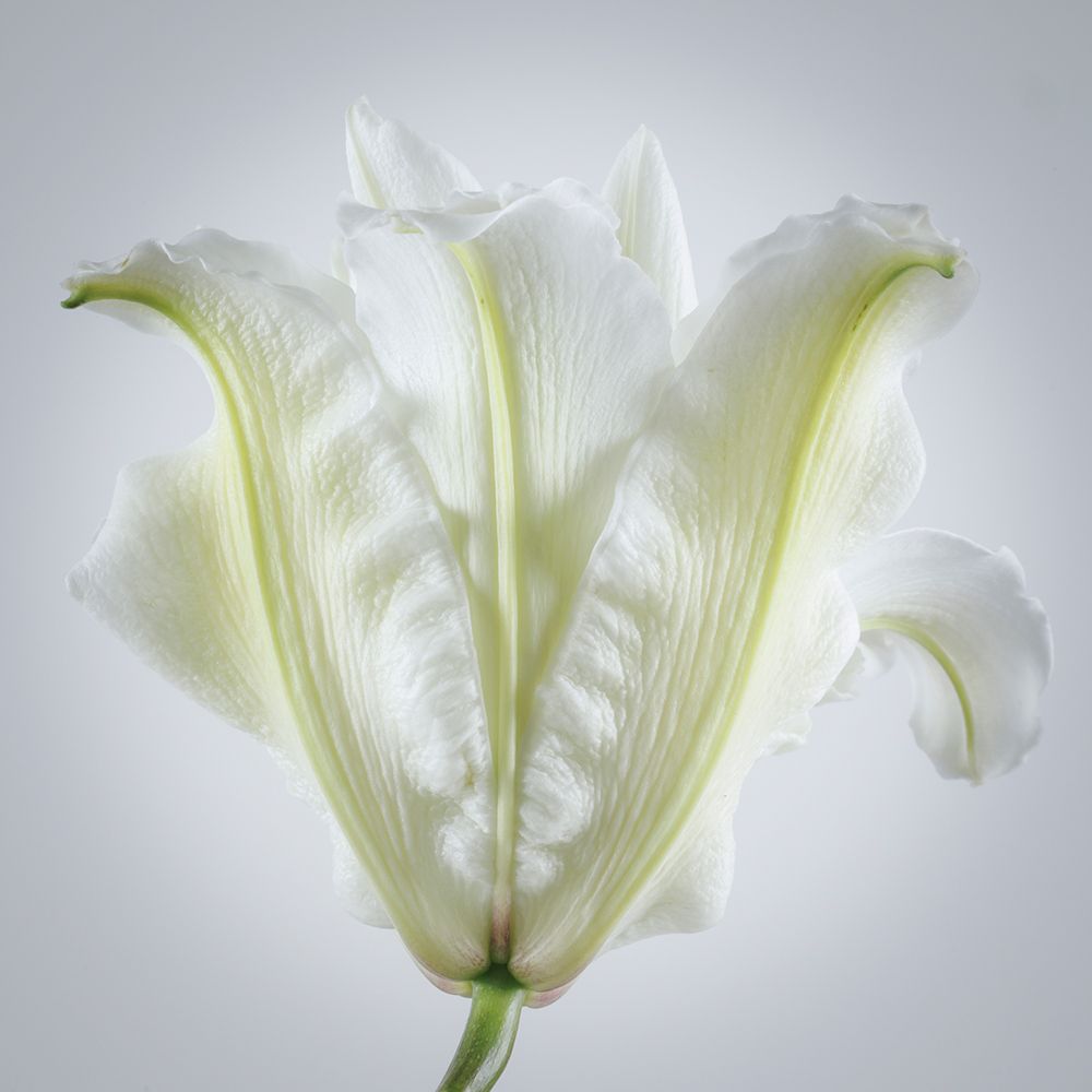 Wall Art Painting id:742424, Name: USA, Washington State, Seabeck. Roselily flower close-up., Artist: Jaynes Gallery