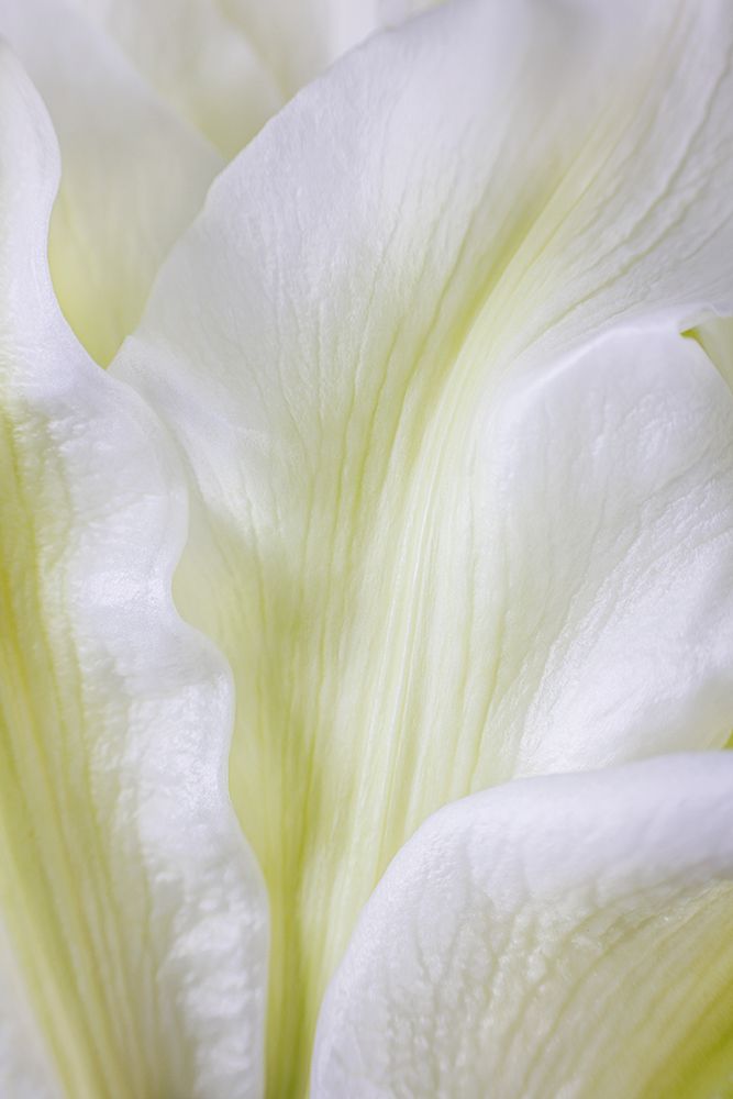 Wall Art Painting id:742425, Name: USA, Washington State, Seabeck. Roselily flower close-up., Artist: Jaynes Gallery