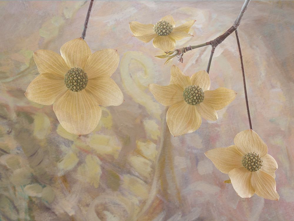 Wall Art Painting id:742426, Name: USA, Washington State, Seabeck. Close-up of Pacific dogwood flowers on tree., Artist: Jaynes Gallery
