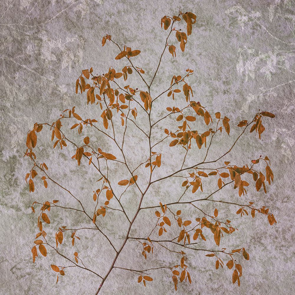 Wall Art Painting id:742428, Name: USA, Washington State, Seabeck. Red huckleberry branch., Artist: Jaynes Gallery