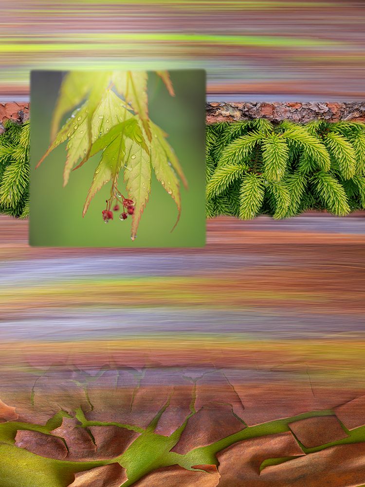 Wall Art Painting id:742429, Name: USA, Washington State, Seabeck. Collage of  leaves, boughs, and bark., Artist: Jaynes Gallery