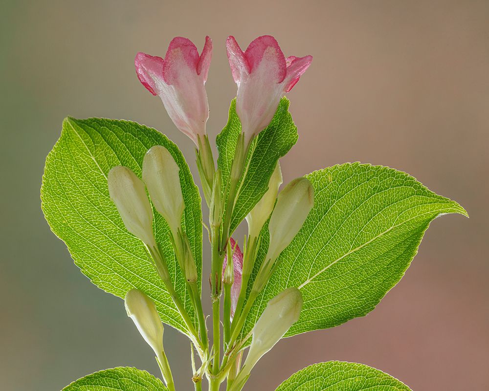 Wall Art Painting id:742430, Name: USA, Washington State, Seabeck. Close-up of weigela blossoms., Artist: Jaynes Gallery