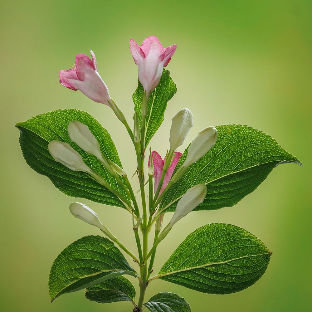 Wall Art Painting id:742431, Name: USA, Washington State, Seabeck. Close-up of weigela blossoms., Artist: Jaynes Gallery