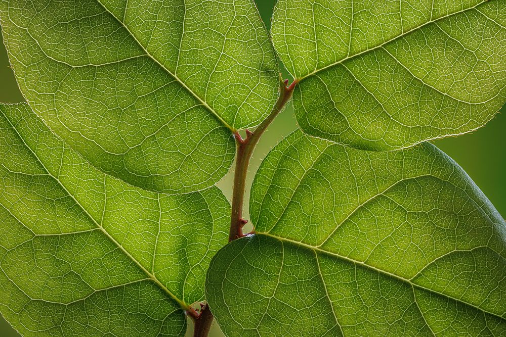 Wall Art Painting id:742432, Name: USA, Washington State, Seabeck. Salal leaves in spring., Artist: Jaynes Gallery