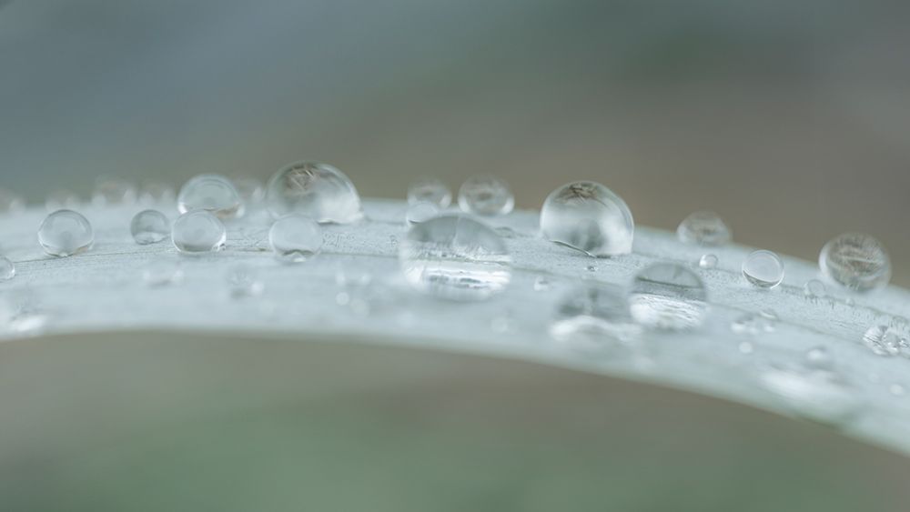 Wall Art Painting id:742433, Name: USA, Washington State, Seabeck. Raindrops on beach grass close-up., Artist: Jaynes Gallery