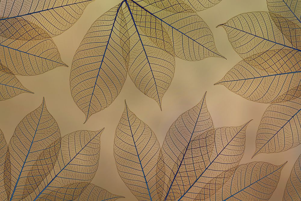 Wall Art Painting id:742434, Name: USA, Washington State, Seabeck. Pattern of skeletonized leaves., Artist: Jaynes Gallery