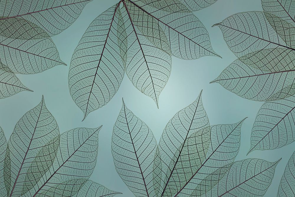 Wall Art Painting id:742435, Name: USA, Washington State, Seabeck. Pattern of skeletonized leaves., Artist: Jaynes Gallery