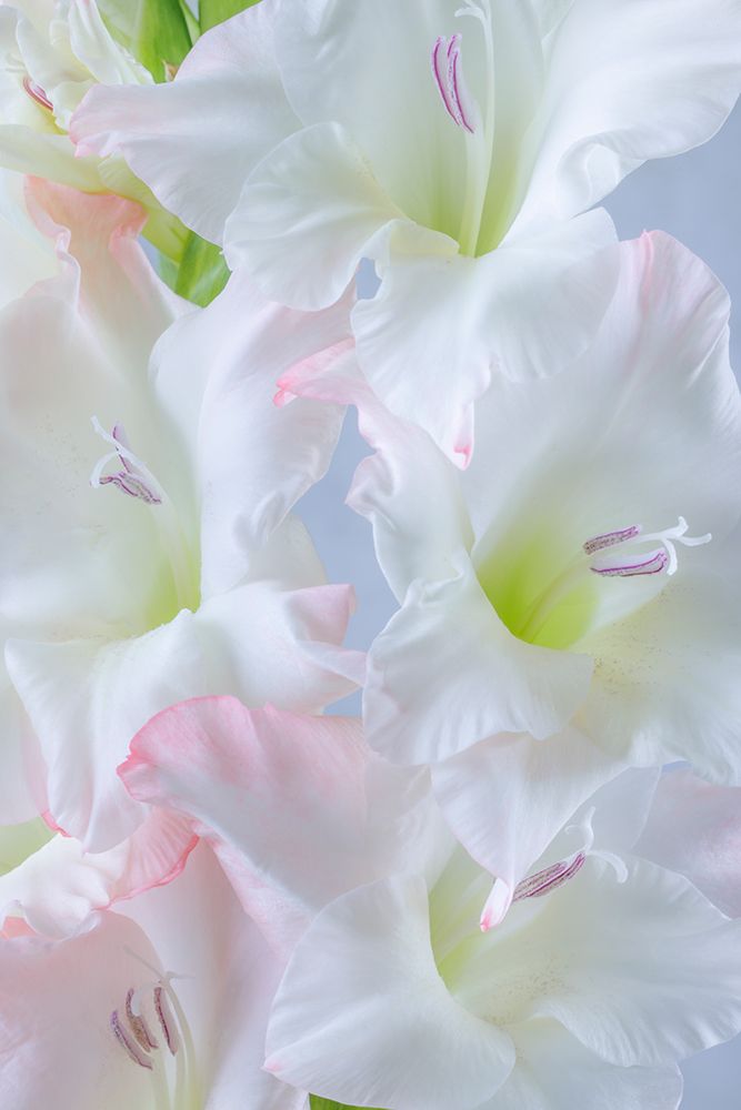 Wall Art Painting id:742439, Name: USA, Washington State, Seabeck. Close-up of white gladiola blossoms., Artist: Jaynes Gallery
