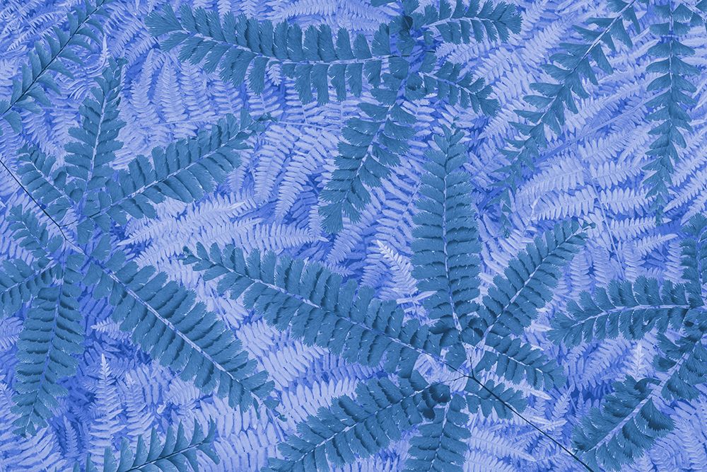 Wall Art Painting id:742440, Name: USA, Washington State, Seabeck. Composite of maidenhair and bracken fern pattern., Artist: Jaynes Gallery