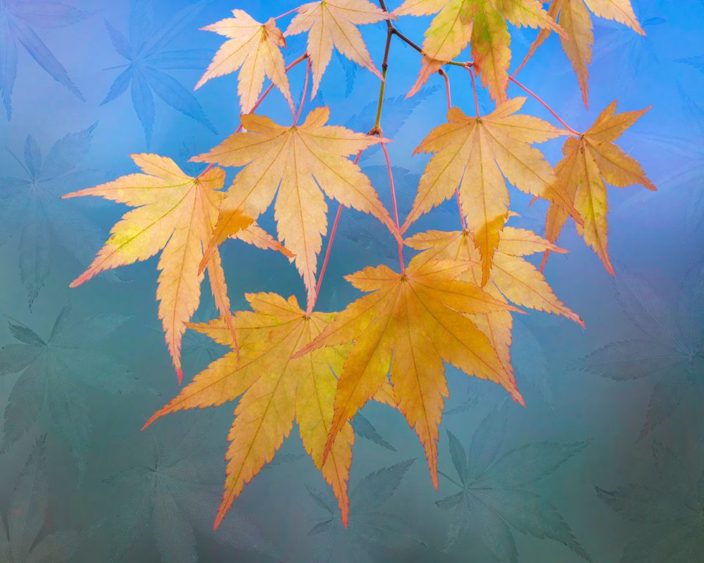 Wall Art Painting id:742445, Name: USA, Washington State, Seabeck. Japanese maple leaves in autumn., Artist: Jaynes Gallery