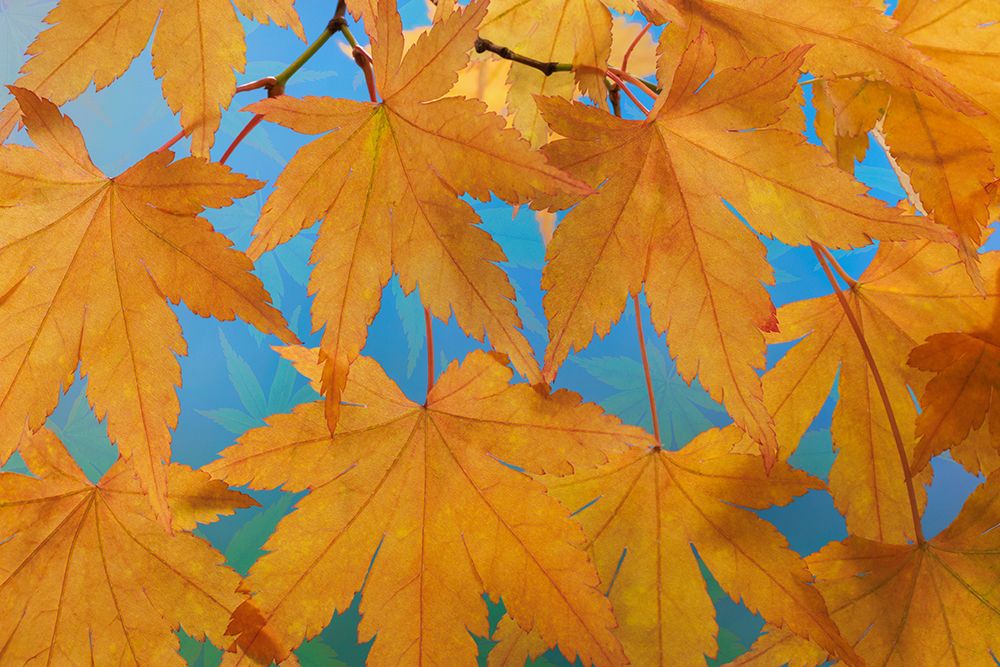 Wall Art Painting id:742446, Name: USA, Washington State, Seabeck. Japanese maple leaves in autumn., Artist: Jaynes Gallery