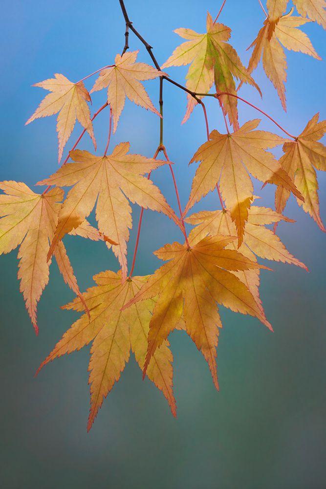 Wall Art Painting id:742447, Name: USA, Washington State, Seabeck. Japanese maple leaves in autumn., Artist: Jaynes Gallery