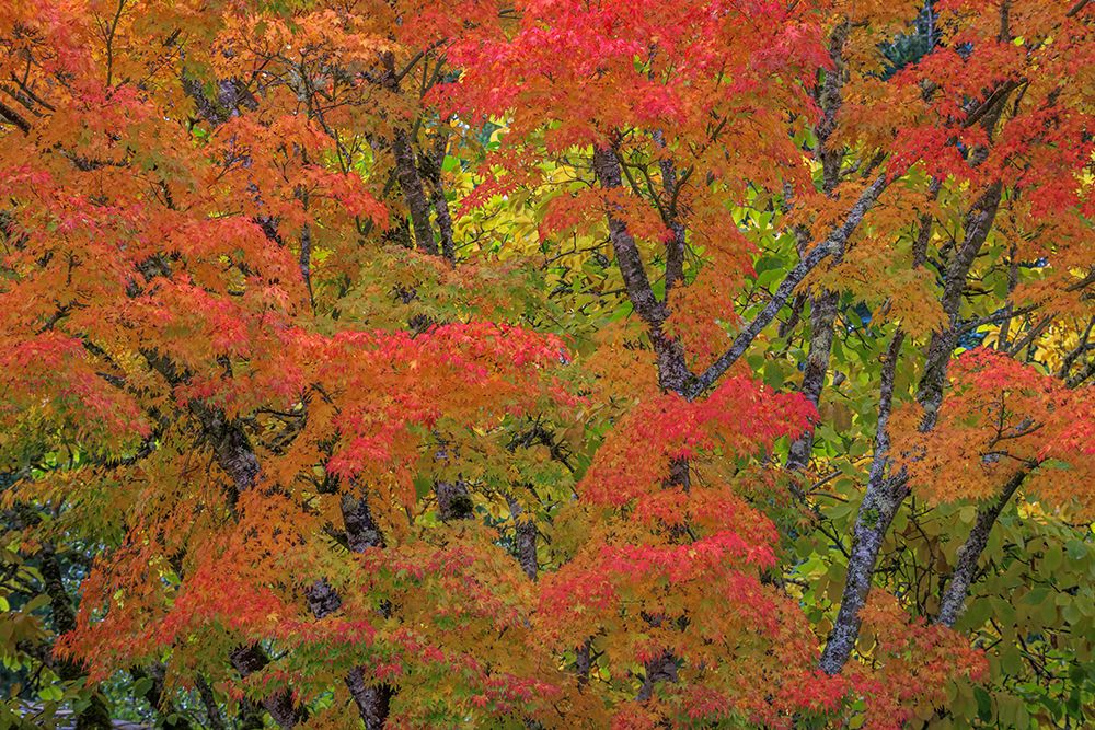 Wall Art Painting id:742448, Name: USA, Washington State, Seabeck. Japanese maple tree in autumn., Artist: Jaynes Gallery